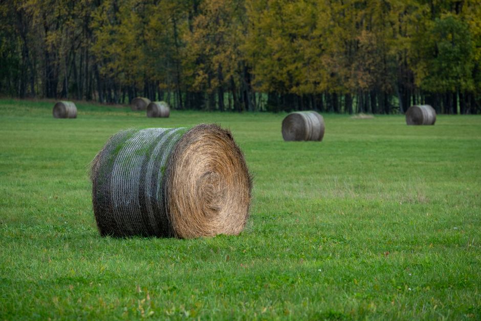 Výsev, nebo koberec? Upřímné srovnání